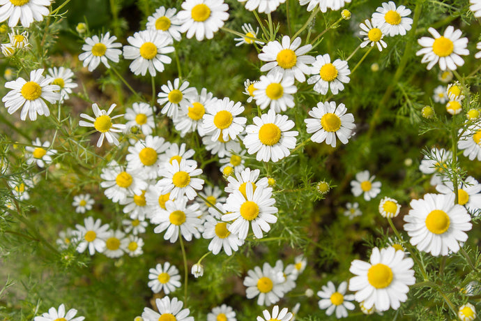 Herblore and the Magick of Chamomile