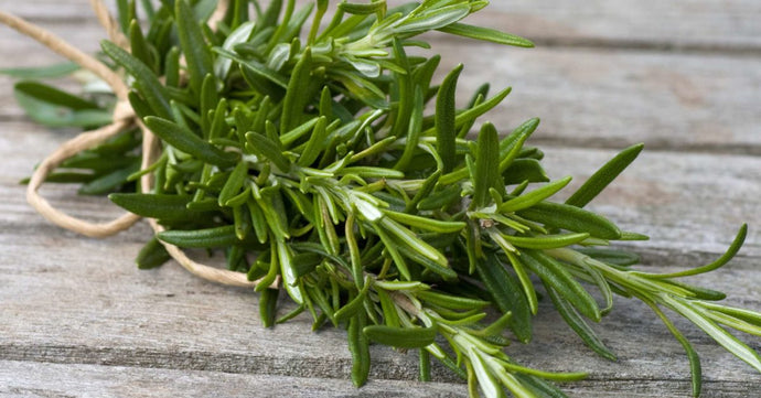 Herblore and the Magick of Rosemary