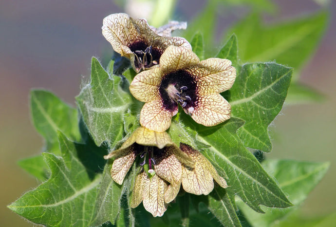Henbane: The Witches Herb