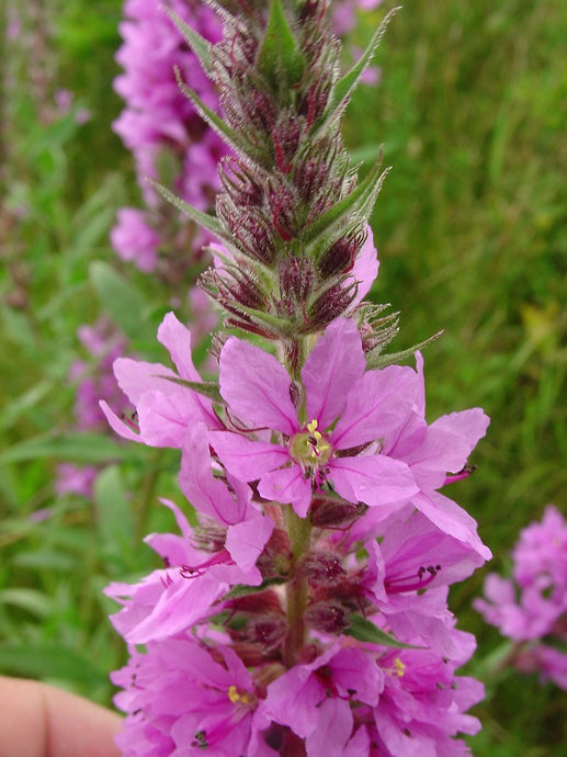 The Many Uses of Purple Loosestrife