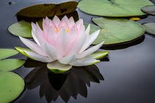 Load image into Gallery viewer, Sacred Lotus Incense Cones~ Enlightenment, Purity, Beauty and Prosperity