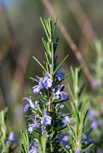 Load image into Gallery viewer, Rosemary | AmaraBee Apothecary Supply