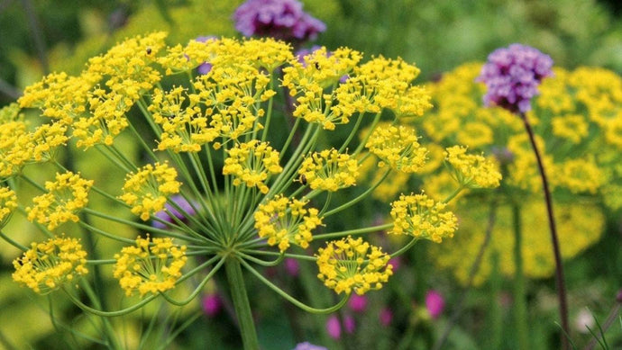Herb Lore: Magical uses of Fennel - Foeniculum vulgare