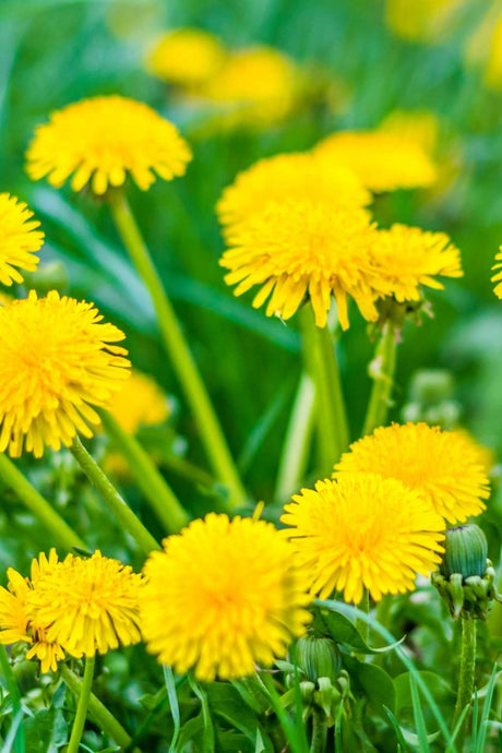 Herb Lore and the Benefits of Dandelion