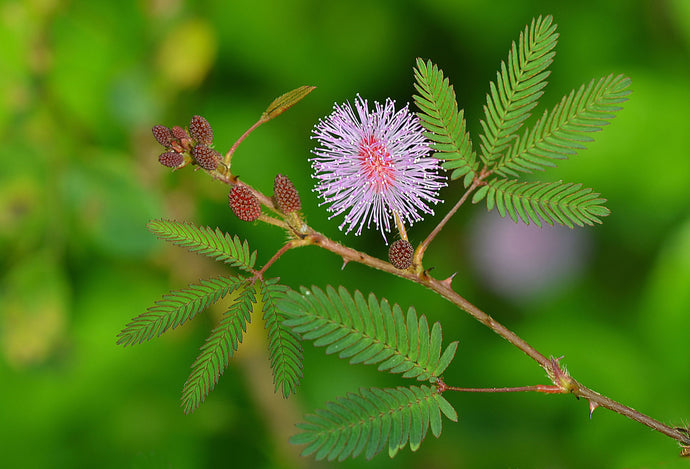 The Magic of Mimosa Pudica “Touch-Me-Not plant”