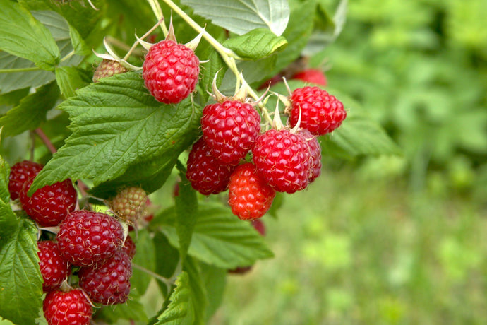 Herb Lore and the Magick of Raspberry