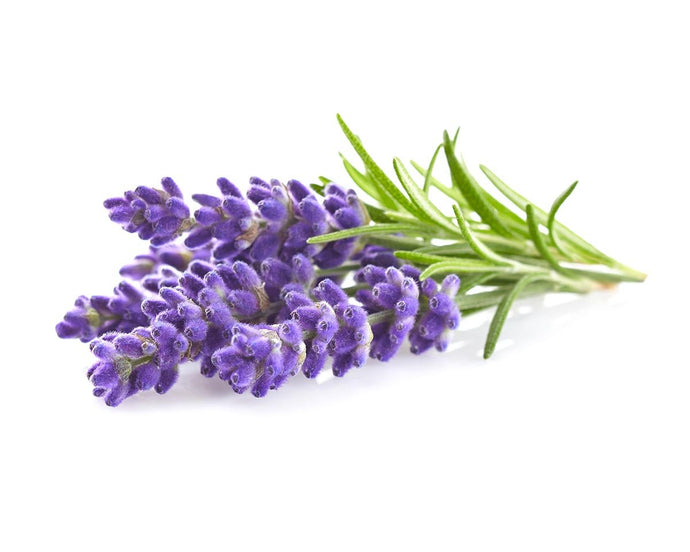 The Magick of Lavender