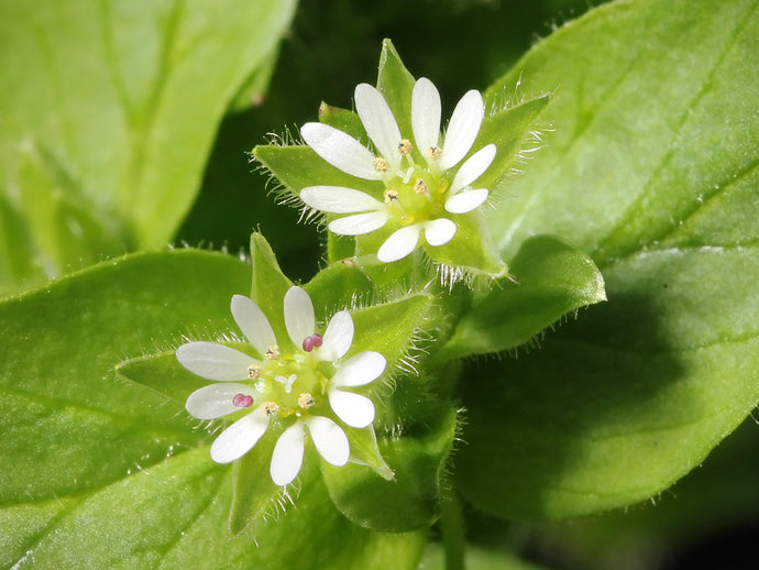 Chickweed - Ways to implement this beauty into your practice