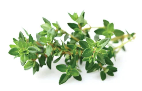 The Many Uses of Thyme