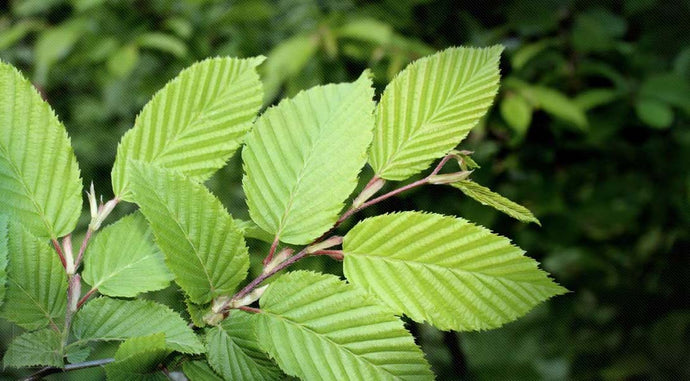 The Many Uses of Slippery Elm