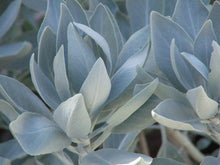 Load image into Gallery viewer, White Sage Leaf | Amarabee Apothecary Supply
