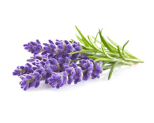 Load image into Gallery viewer, Lavender Dried Flower | Apothecary |Witchcraft | Wicca | Ritual | spell casting
