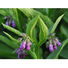 Load image into Gallery viewer, Comfrey Leaf | Apothecary | Ritual | Witchcraft | Wicca | spell casting
