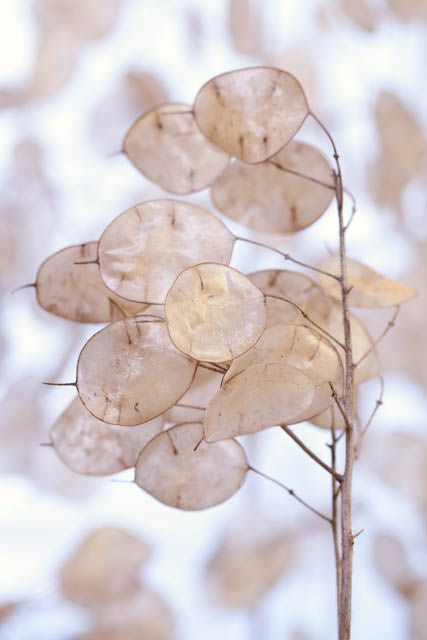 Lunaria ~ The Moon Plant | AmaraBee Apothecary Supply